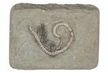 Fossil Crinoid (Camptocrinus) - Crawfordsville, Indiana #216130-1